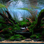 Veins of life - Aqua Plants Hub