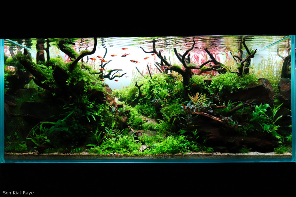 Verdant Passage - Aqua Plants Hub