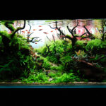 Verdant Passage - Aqua Plants Hub