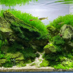 Verdon - Aqua Plants Hub