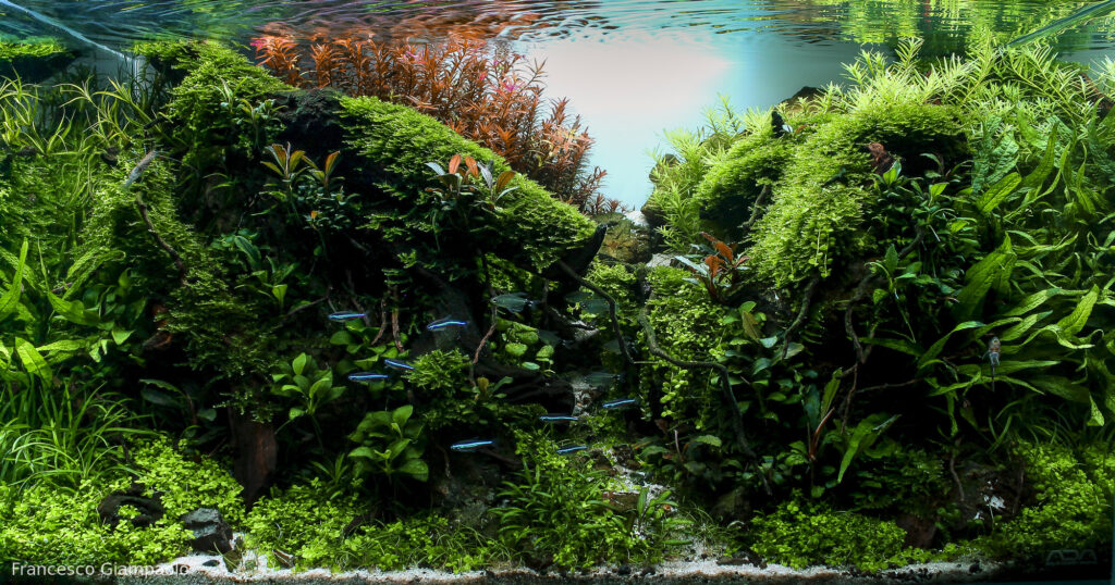 Vesper - Aqua Plants Hub