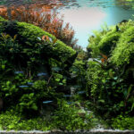Vesper - Aqua Plants Hub