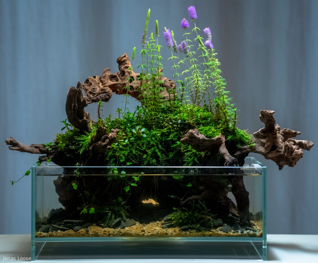 Vildana - Aqua Plants Hub