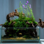 Vildana - Aqua Plants Hub