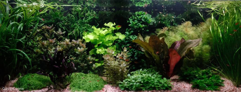 Viridescent daydream - Aqua Plants Hub