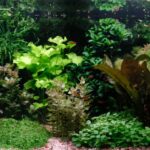 Viridescent daydream - Aqua Plants Hub