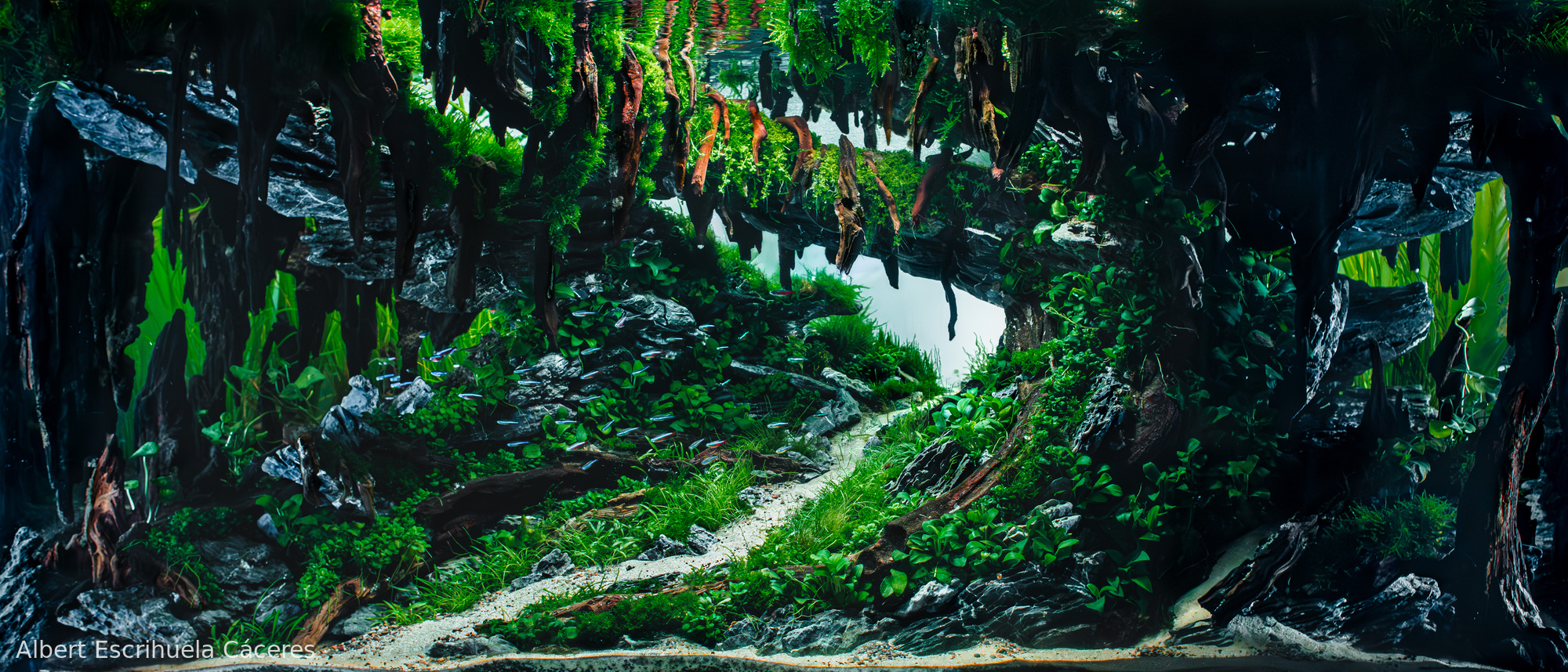 Vitality - Aqua Plants Hub