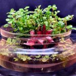 Vivencia - Aqua Plants Hub