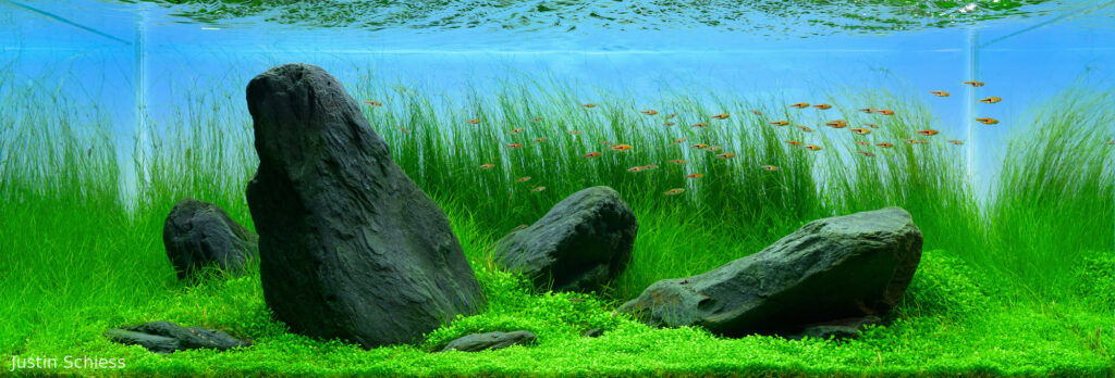 Water Falls, Crane Rises - Aqua Plants Hub