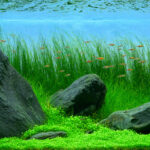 Water Falls, Crane Rises - Aqua Plants Hub