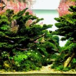 Web of life - Aqua Plants Hub