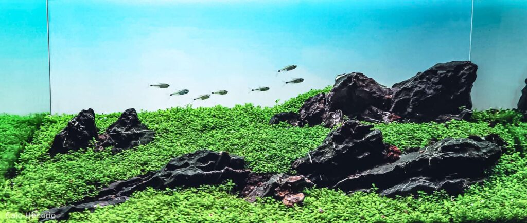 Wetlands - Aqua Plants Hub