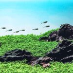 Wetlands - Aqua Plants Hub