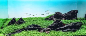 Wetlands - Aqua Plants Hub