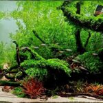 Where Death Took Root - Aqua Plants Hub