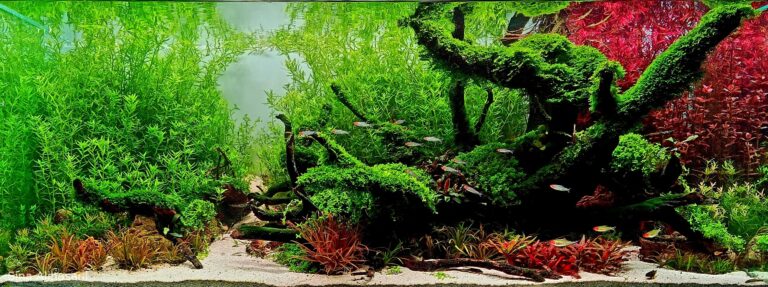 Where Death Took Root