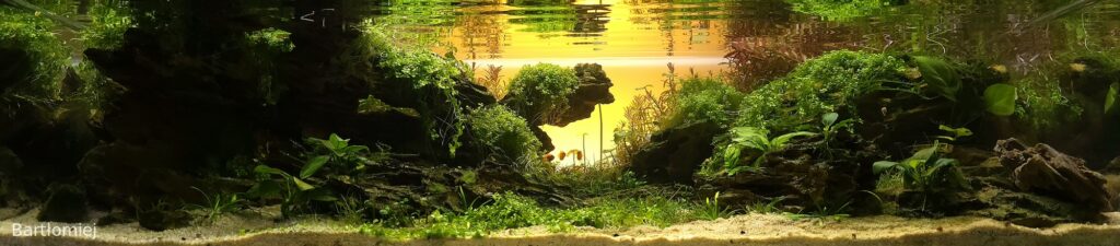 Where light meets silence - Aqua Plants Hub