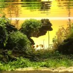 Where light meets silence - Aqua Plants Hub