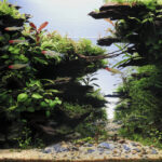 Where the Forest Breathes - Aqua Plants Hub