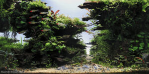 Where the Forest Breathes - Aqua Plants Hub