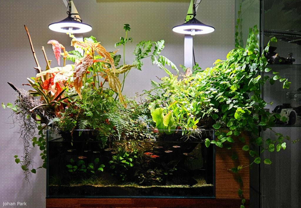 Where the rainbow has fallen - Aqua Plants Hub