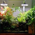 Where the rainbow has fallen - Aqua Plants Hub