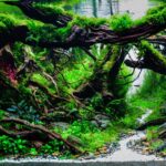Whisper grove - Aqua Plants Hub