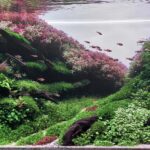Whispering Valley - Aqua Plants Hub