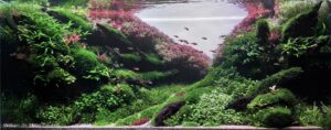 Whispering Valley - Aqua Plants Hub