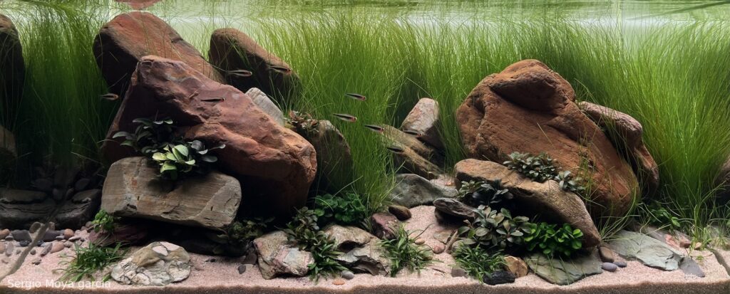 Whispering waters - Aqua Plants Hub