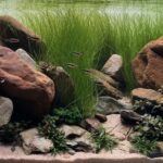 Whispering waters - Aqua Plants Hub
