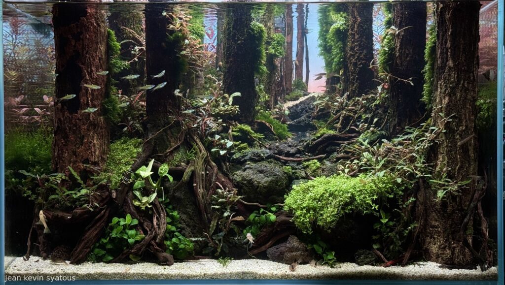 Whispering wood - Aqua Plants Hub