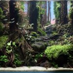 Whispering wood - Aqua Plants Hub