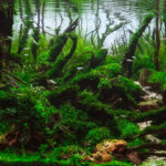 Whispering woods - Aqua Plants Hub