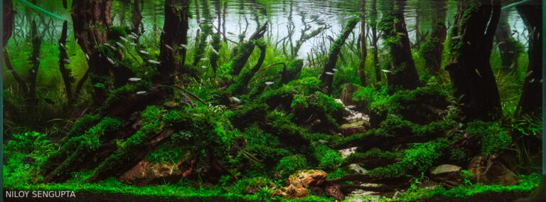 Whispering woods