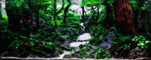 Whispers of Kikuch - Aqua Plants Hub