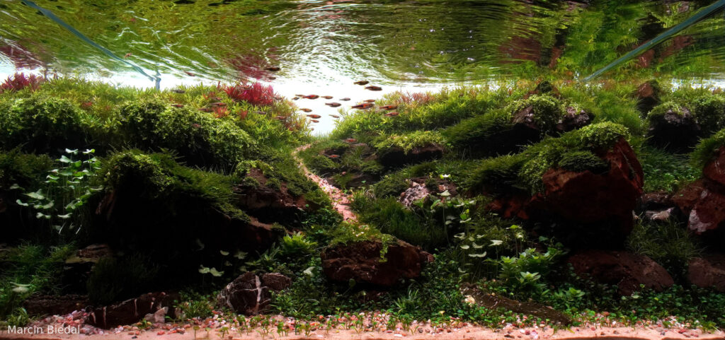Whispers of Nature - Aqua Plants Hub