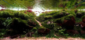 Whispers of Nature - Aqua Plants Hub