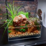 Whispers of Sado - Aqua Plants Hub