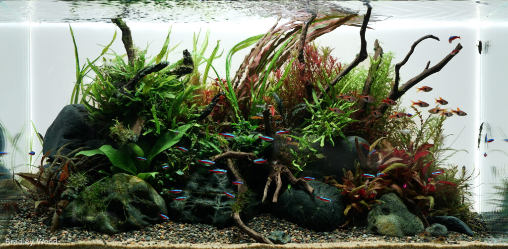 Whispers of the Stream - Aqua Plants Hub