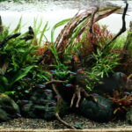 Whispers of the Stream - Aqua Plants Hub