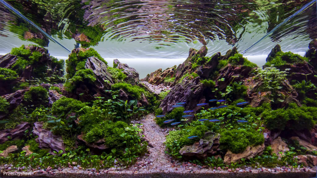 Whispers of the Valley - Whispers of the Valley (AGA 2025 #1204) - Aqua Plants Hub