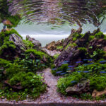 Whispers of the Valley - Whispers of the Valley (AGA 2025 #1204) - Aqua Plants Hub