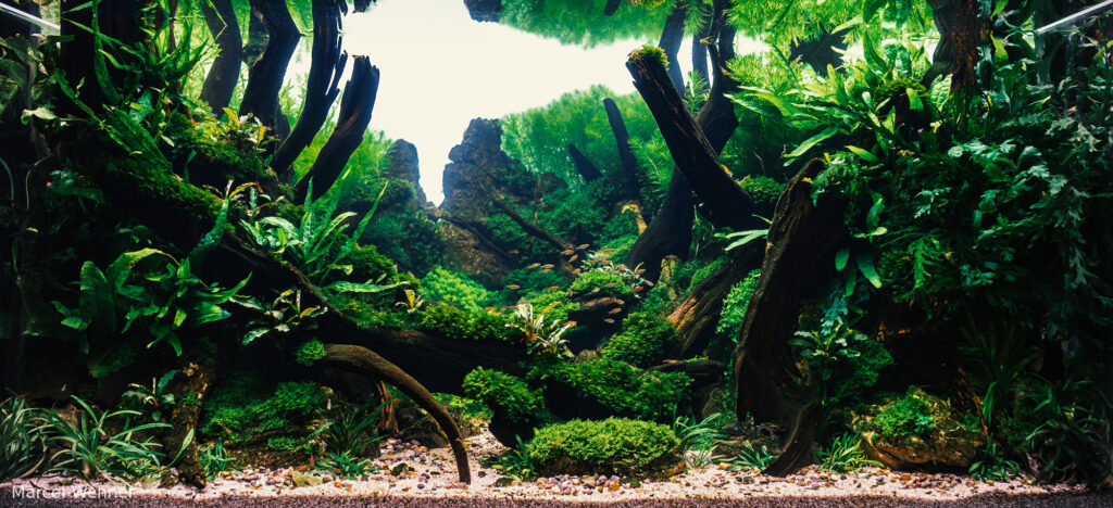 Whispers of the forest - Aqua Plants Hub