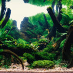 Whispers of the forest - Aqua Plants Hub