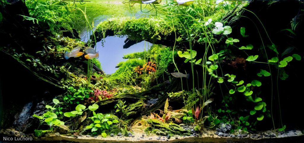 Whispers of the wild - Aqua Plants Hub