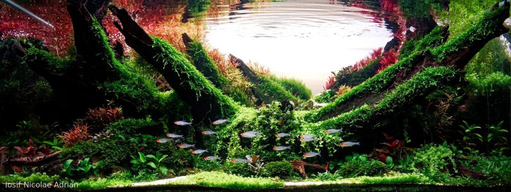 Wild Fire - Aqua Plants Hub
