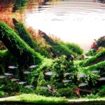 Wild Fire - Aqua Plants Hub