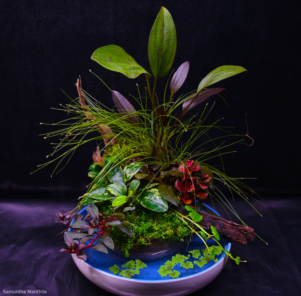 Wind - Aqua Plants Hub