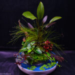 Wind - Aqua Plants Hub